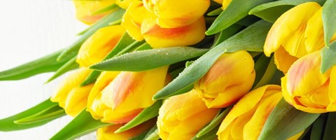 gule-tulipaner-1200x500.jpg