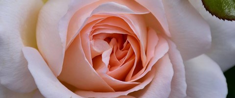 rosa-rose-1200x500.jpg