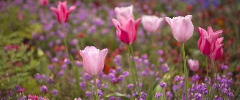 lyserosa og mørkerosa tulipaner. illustrasjonsfoto. 